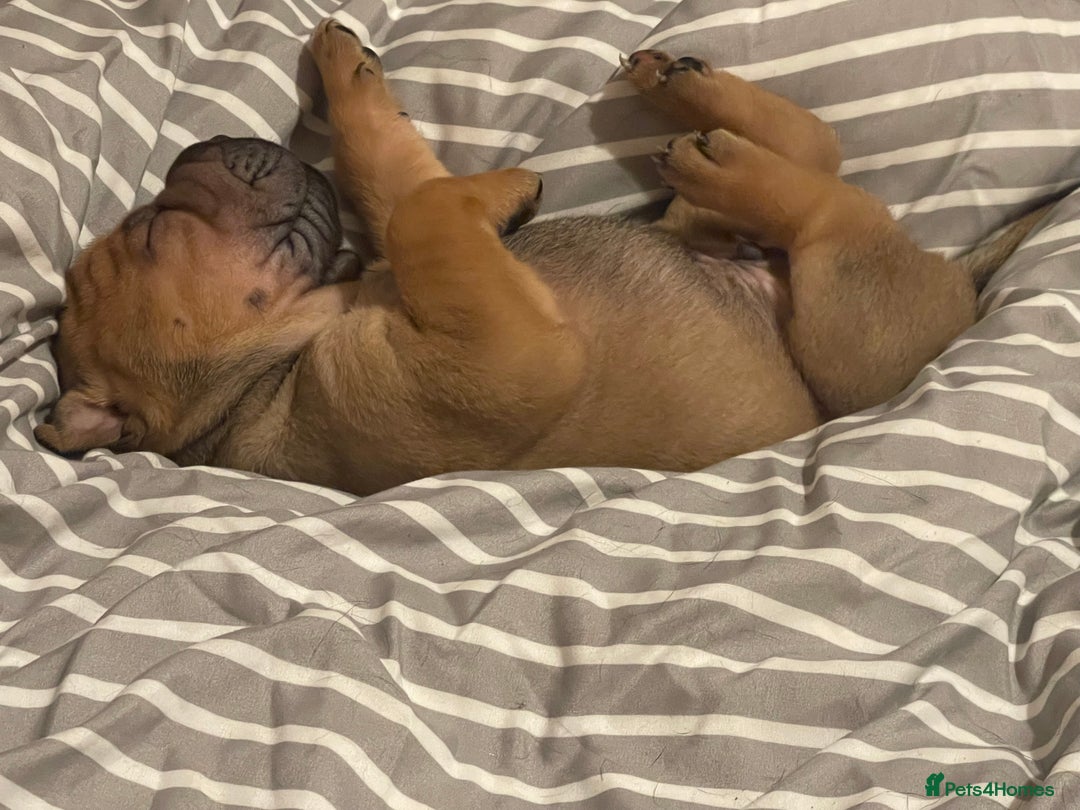 Shar Pei dogs for sale: Shar pei - Advert 2