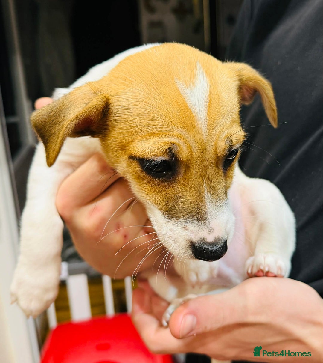 Jack Russell dogs for sale: Baby Jack Russell pups adorable  - Advert 2