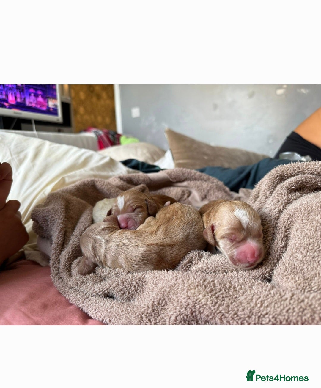 Cocker Spaniel dogs for sale: Litter of 6 - Image 5