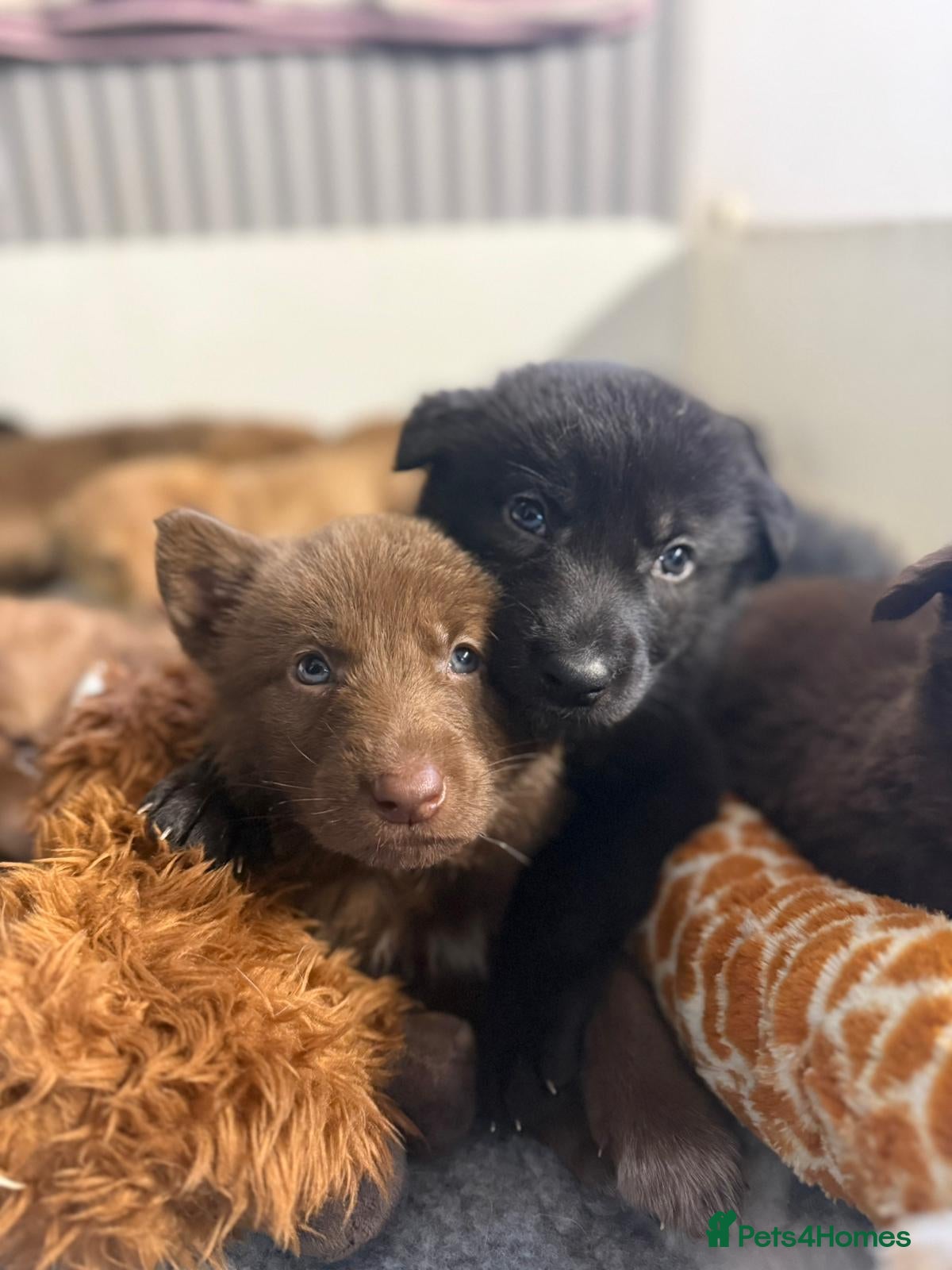 German Shepherd dogs Stunning German Shepherd X Puppies  - Advert 4