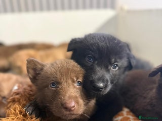 German Shepherd dogs Stunning German Shepherd X Puppies - Advert 12