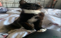 Mixed Breed cats for sale: Two gorgeous girls - Advert 6