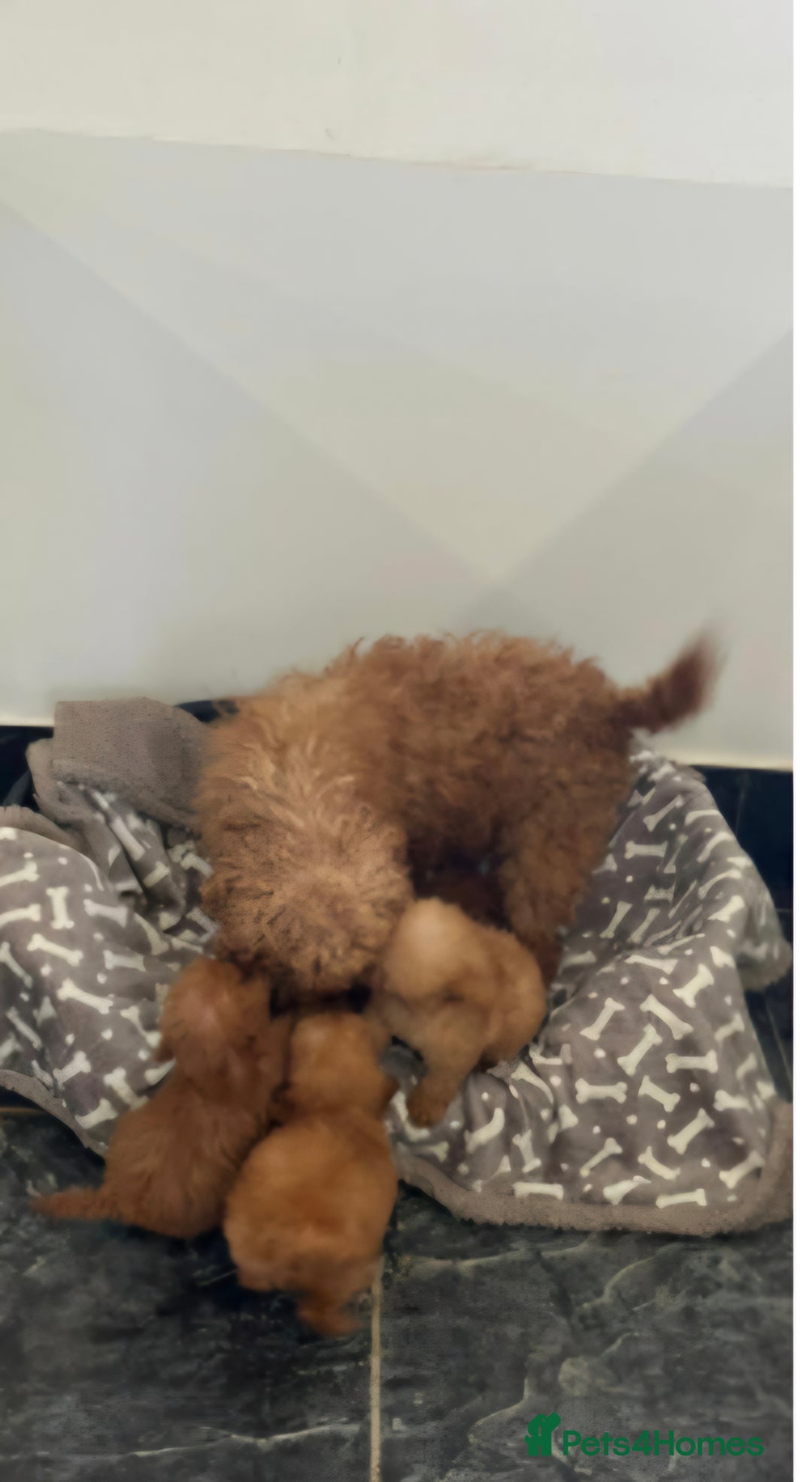 Labradoodle dogs for sale: Stunning little girl available  - Advert 6