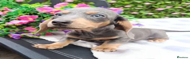 Miniature Dachshund 8