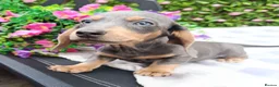 Miniature Dachshund dogs for sale: 🌈 BEAUTIFUL “RAINBOW” DACHSHUND LITTER 🌈 - Advert 21