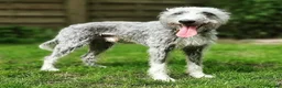 Mixed Breed dogs for sale: 4 GIRLS LEFT. Labradoodle x - Advert 3