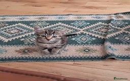 European cats for sale: 2x male kittens - Image 2