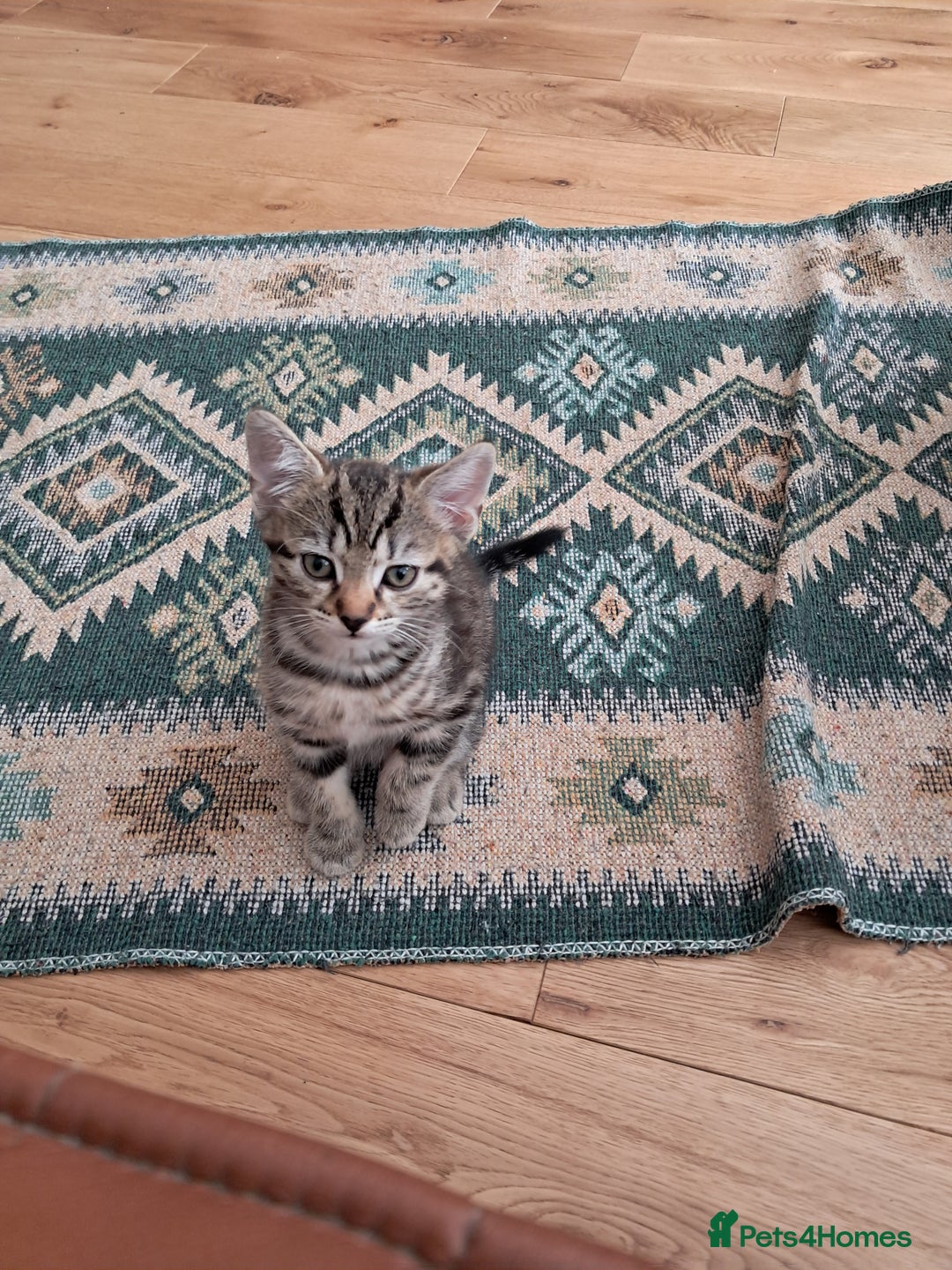 European cats for sale: 2x male kittens - Image 2