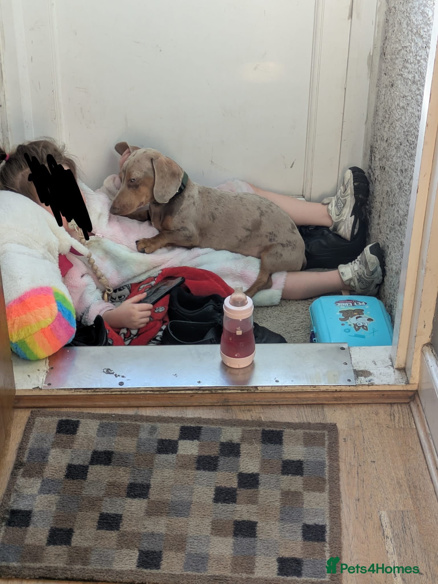 Dachshund dogs Milo  - Advert 2