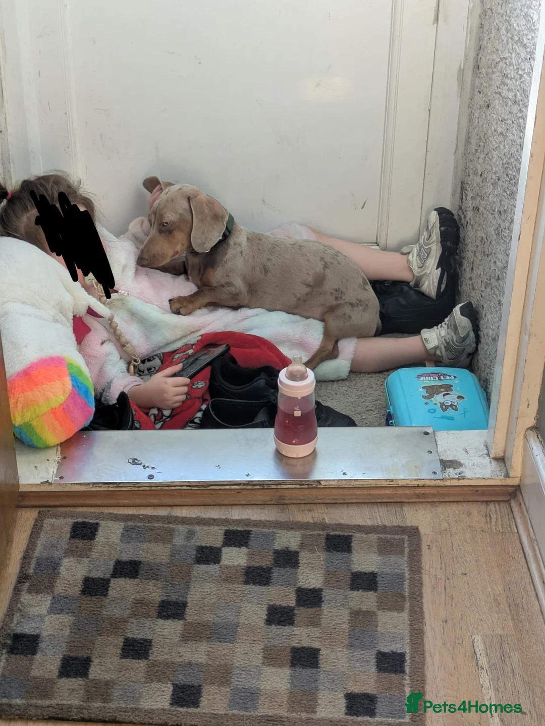 Dachshund dogs for sale: Milo  - Advert 1