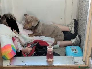 Dachshund dogs Milo - Advert 2