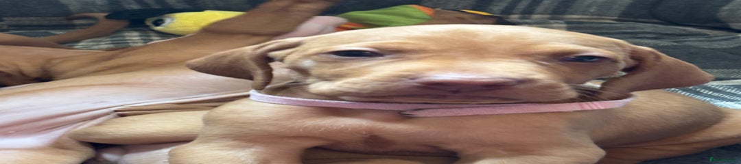 Hungarian Vizsla Puppy 5