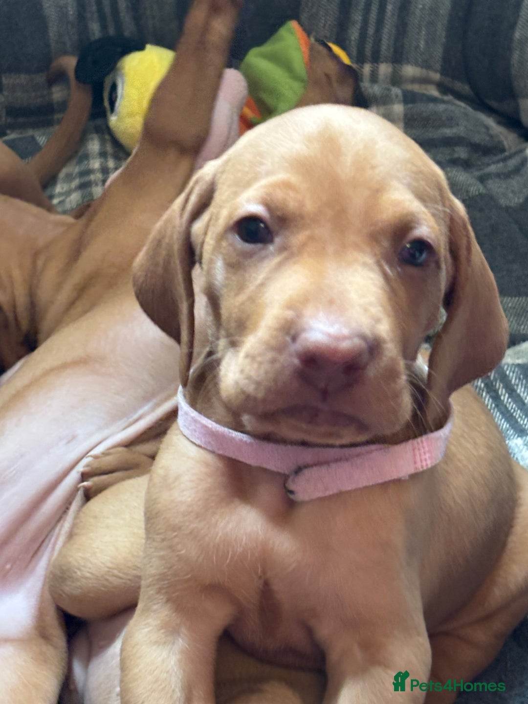 Hungarian Vizsla dogs for sale: Gorgeous Viszla Puppies - Image 4