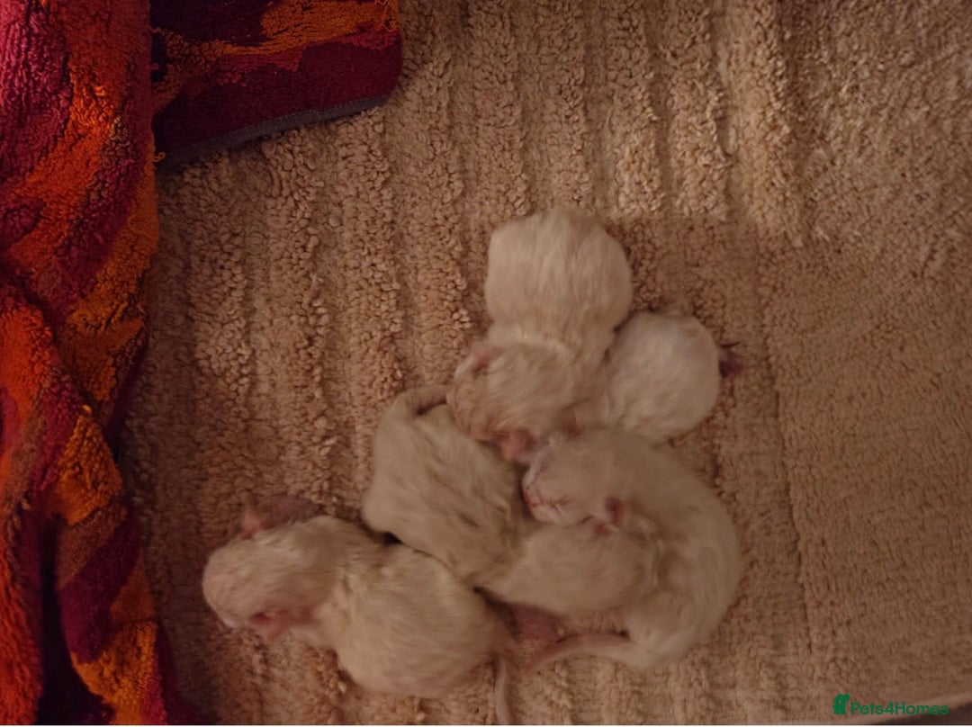 Ragdoll cats for sale: Champion GCCF kittens 🐱  - Advert 6