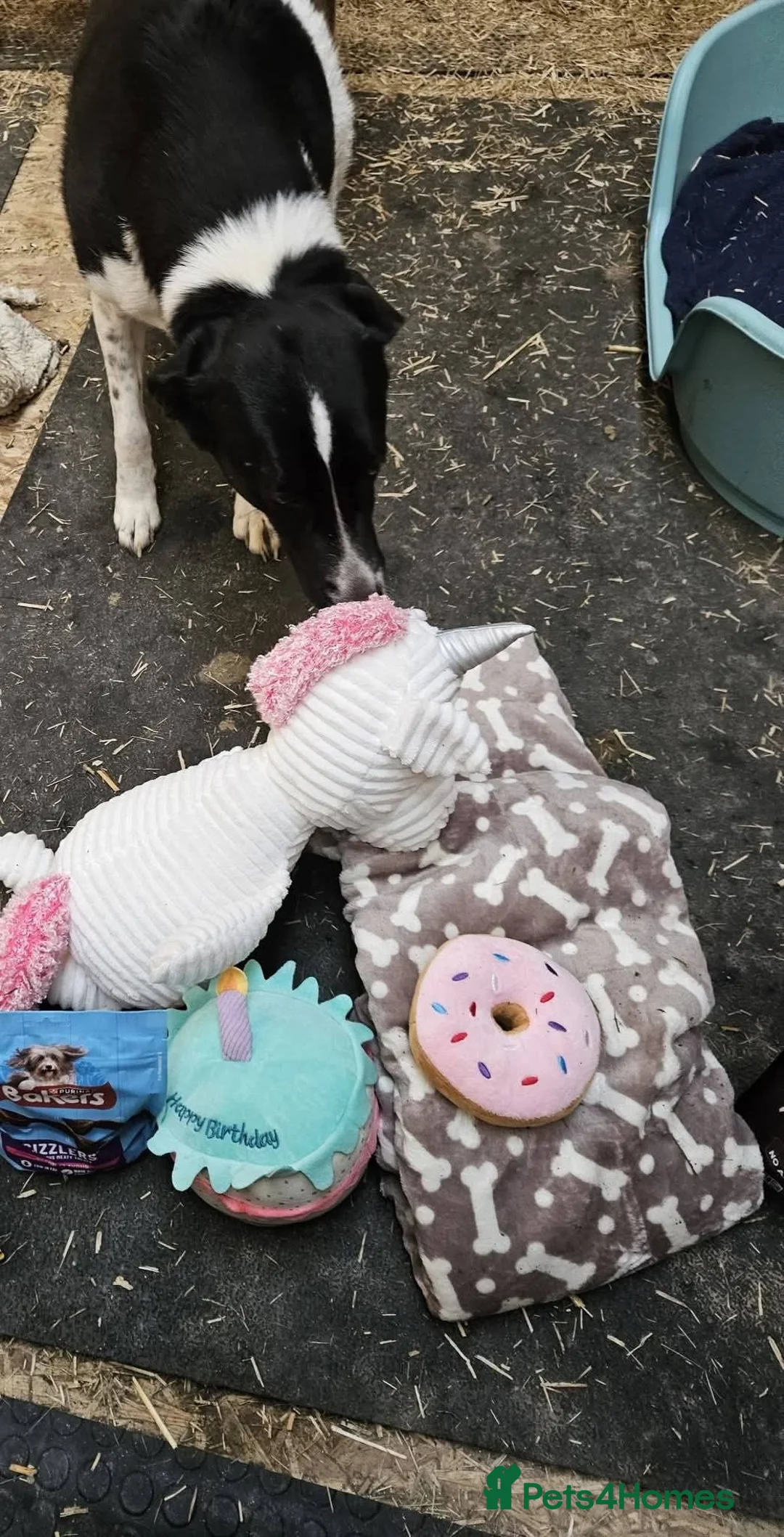 Mixed Breed dogs for adoption: Meet Coco, currently residing in Essex in Frinton-on-Sea - Advert 4