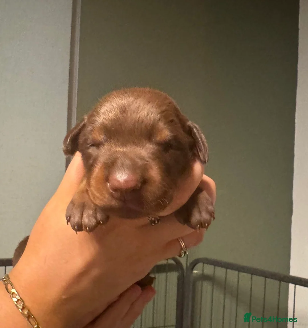 Dobermann dogs for sale: Chocolate & Isabella Doberman puppies for sale  - Advert 24