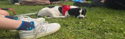 Mixed Breed dogs for sale: Oreo - staffy cross - Advert 2