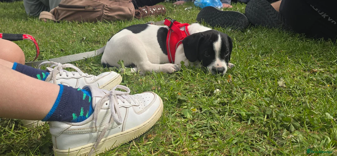 Mixed Breed dogs for sale: Oreo - staffy cross - Advert 2