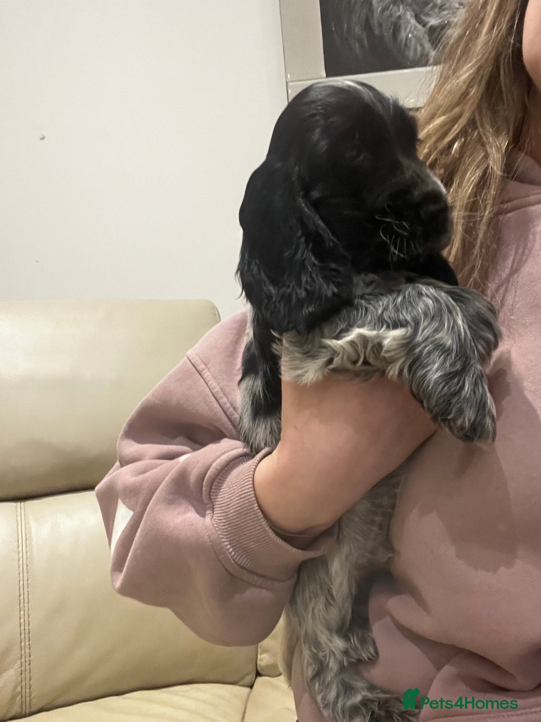 Cocker Spaniel dogs for sale: Show Cocker Spaniel Boys- Ready now - Advert 6