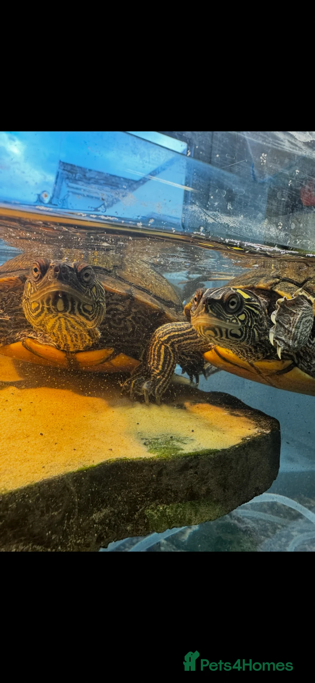 Turtle reptiles for sale: 2 paired map turtles  in Sheffield - Advert 4