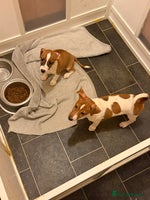 Jack Russell dogs Last 2 Jack Russell Puppies Ready to go - Advert 1
