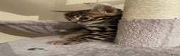 Bengal cats for sale: 5 Outstanding bengal kittens ready for a family  - Advert 31