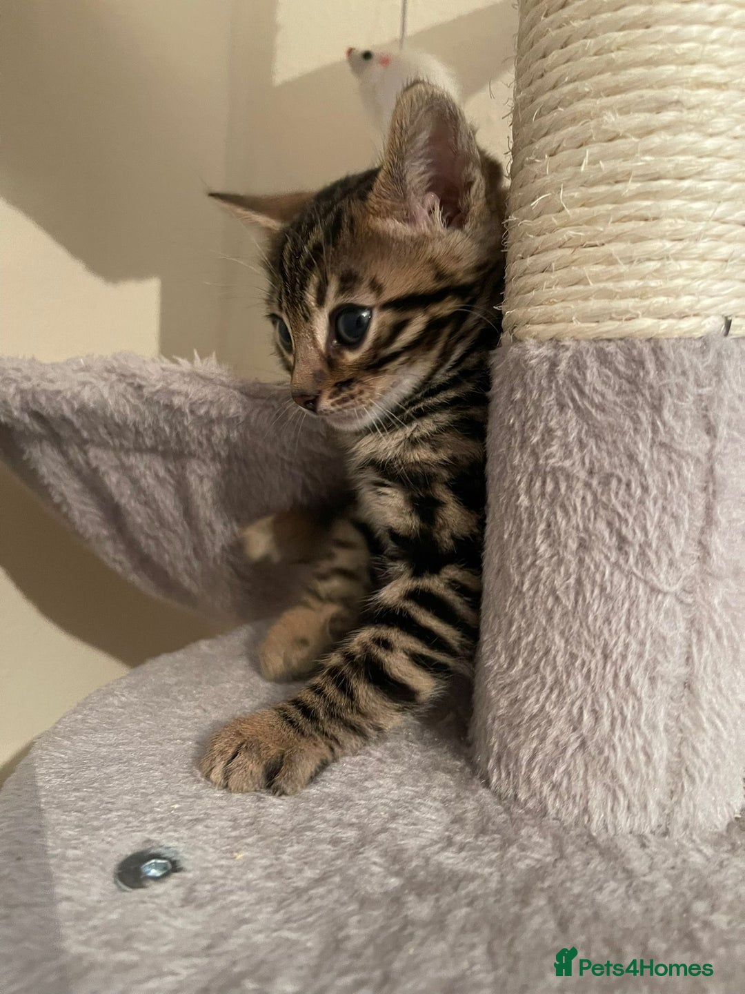 Bengal cats for sale: 5 Outstanding bengal kittens ready for a family  - Advert 31