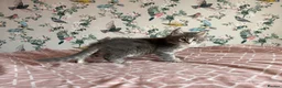 Maine Coon cats for sale: 4 beautiful playful Maine Coon kittens  in Glastonbury - Advert 6