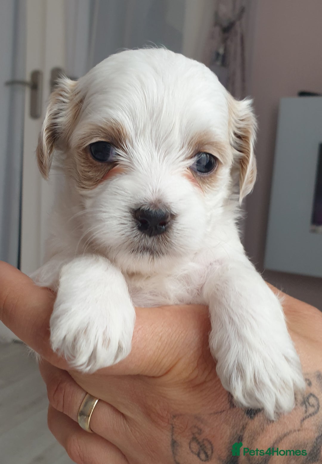 Maltipoo dogs for sale: 6 Pedigree Club registered Maltipoo puppies - Image 19