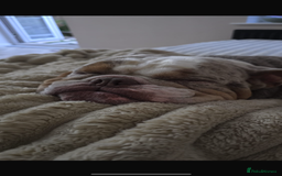 English Bulldog dogs for sale: Lovable English bulldog for adoption  - Advert 2