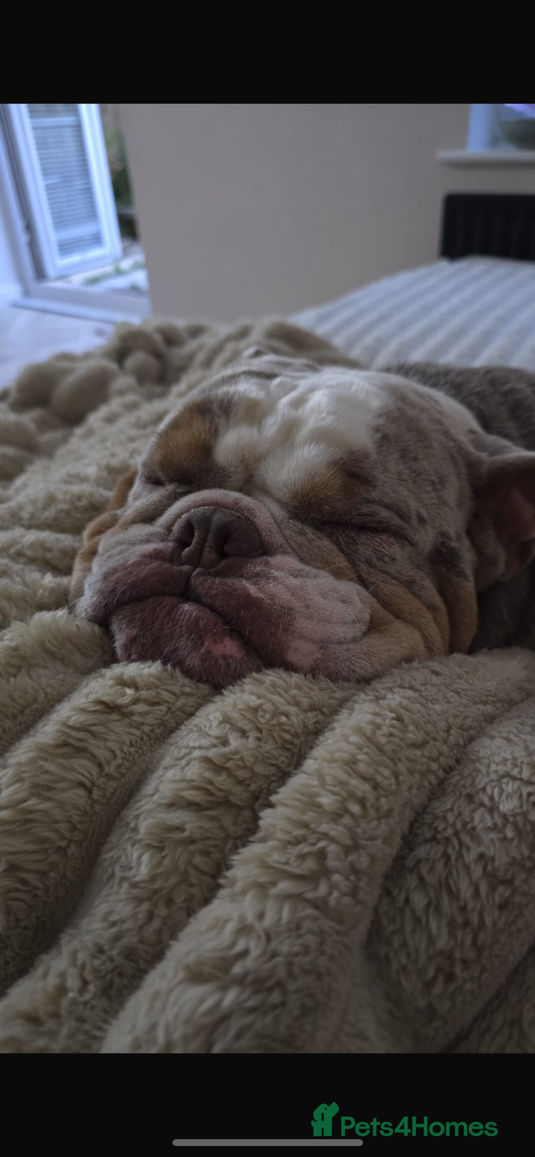 English Bulldog dogs for sale: Lovable English bulldog for adoption  - Advert 2