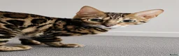 Bengal cats for sale: Pedigree brown and blue rosetted bengals - Advert 9