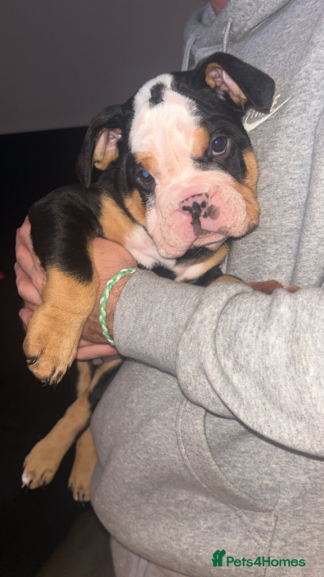 English Bulldog dogs for sale: English bulldog puppy for sale  - Advert 2