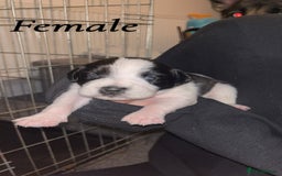 Mixed Breed dogs for sale: 6 spaniel, beagle, jack Russell cross for sale  - Image 6