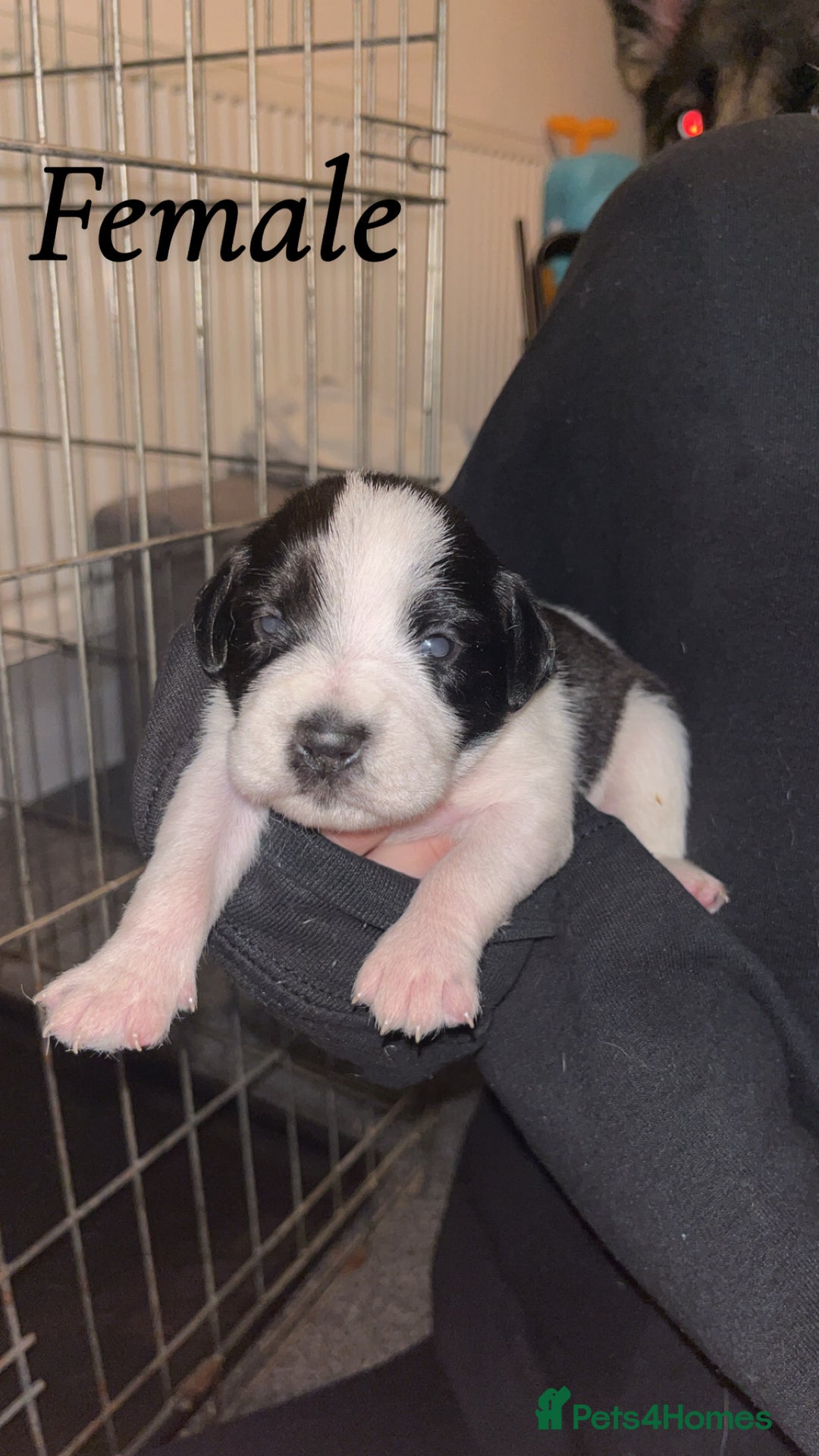 Mixed Breed dogs for sale: 6 spaniel, beagle, jack Russell cross for sale  - Image 6