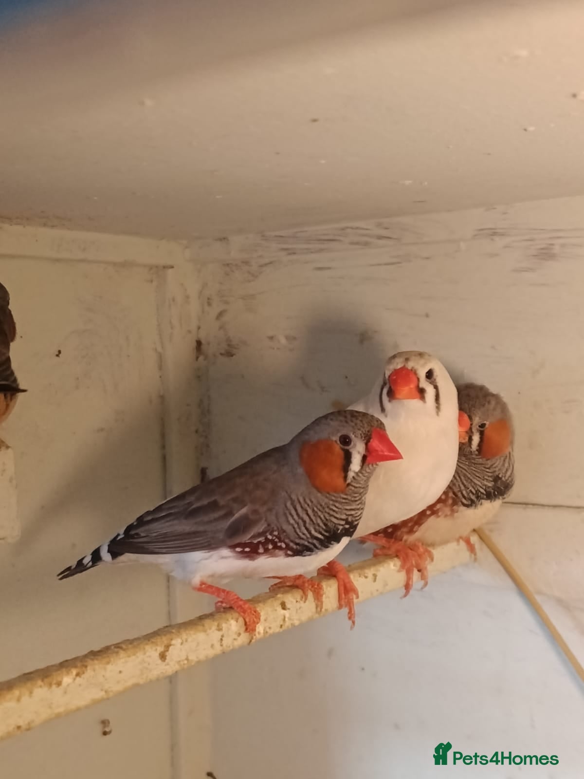 Finches birds Zebra finches - Advert 2