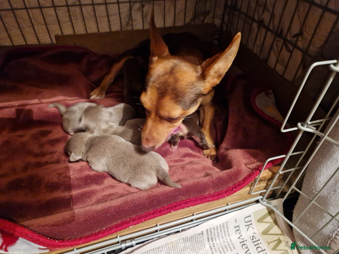 Jack Russell dogs for sale: For Sale Adorable Jack Russell Puppies  - Advert 2