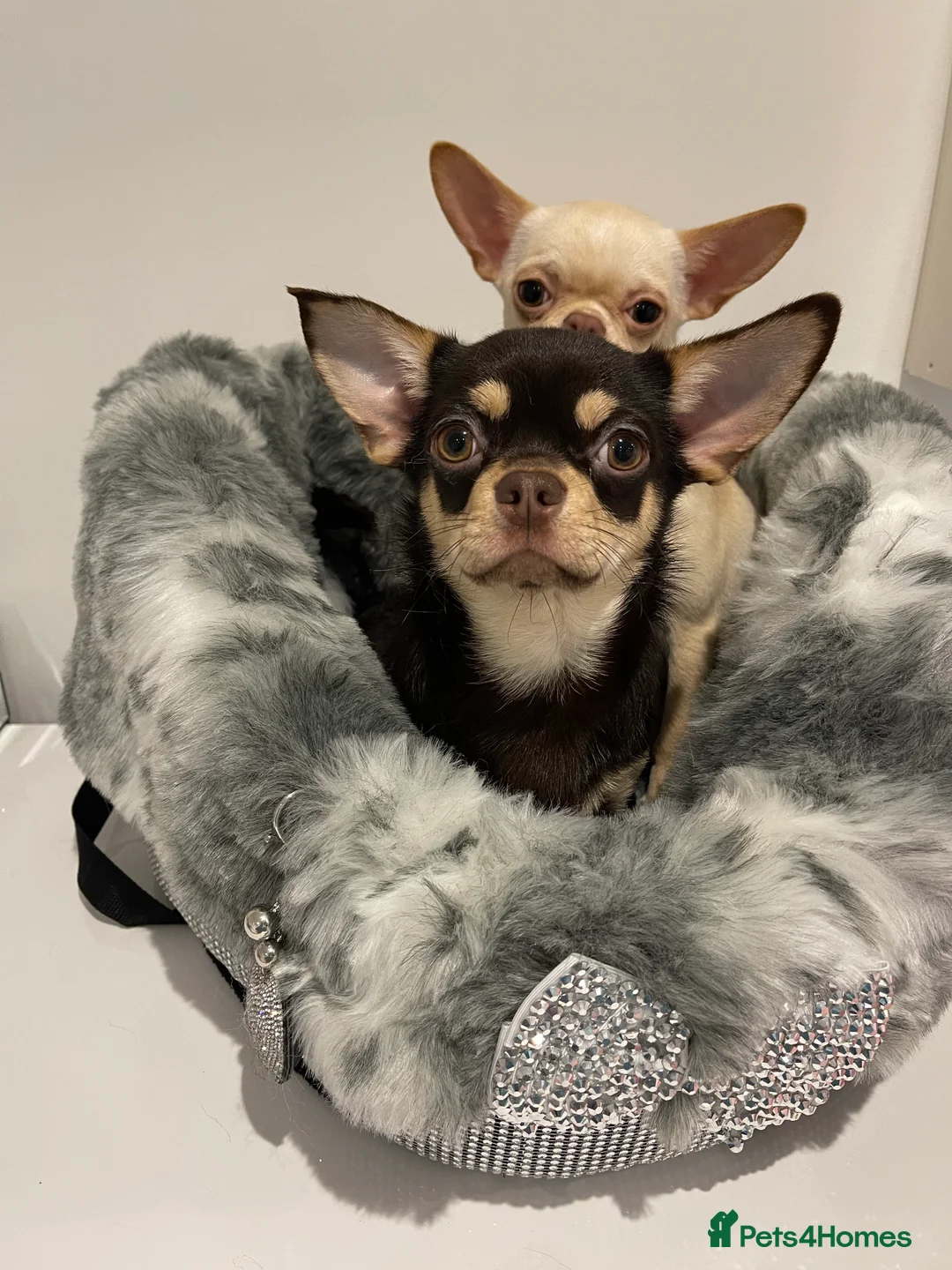 Chihuahua dogs for stud: STUNNING SMOOTH COAT CHIHUAHUA AVAILABLE AT STUD in Grays - Advert 7