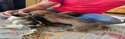 Mixed Breed dogs for sale: Cane Corso x Performance Mastiff   - Advert 12
