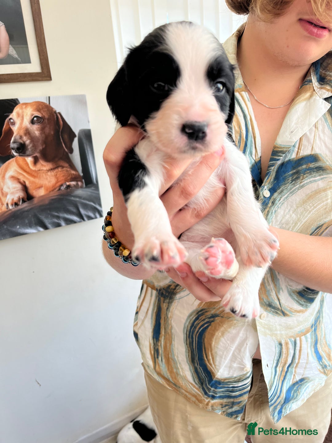 English Springer Spaniel dogs for sale: Beautiful springer spaniel puppies - Image 14