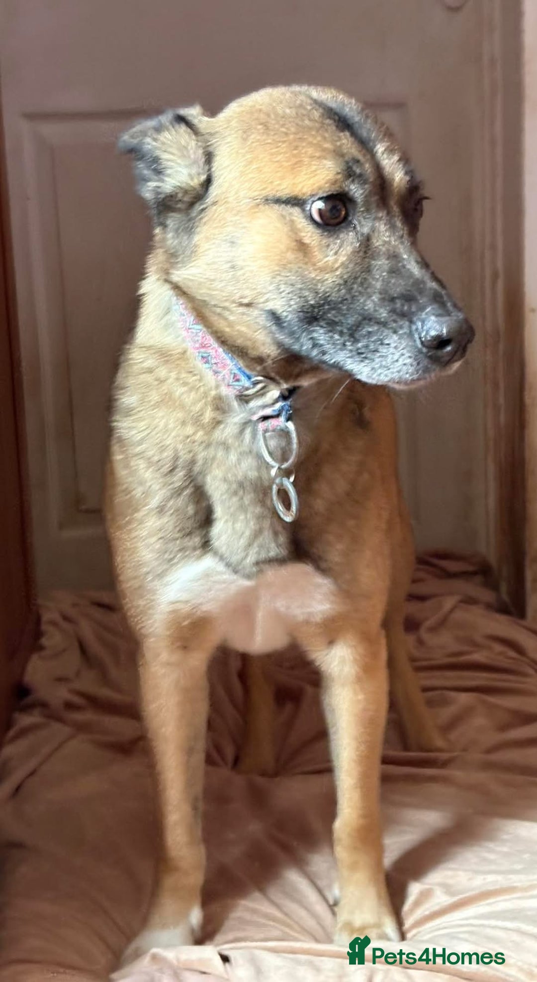 Mixed Breed dogs for adoption: Amelia - Daventry Northamptonshire  - Advert 12