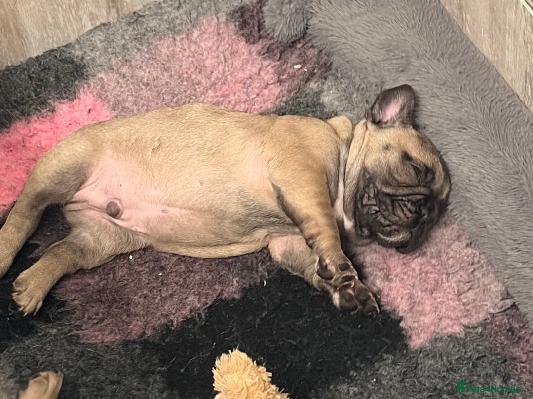 French Bulldog dogs for sale: French Bulldog Puppies PET PRICED  - Advert 31