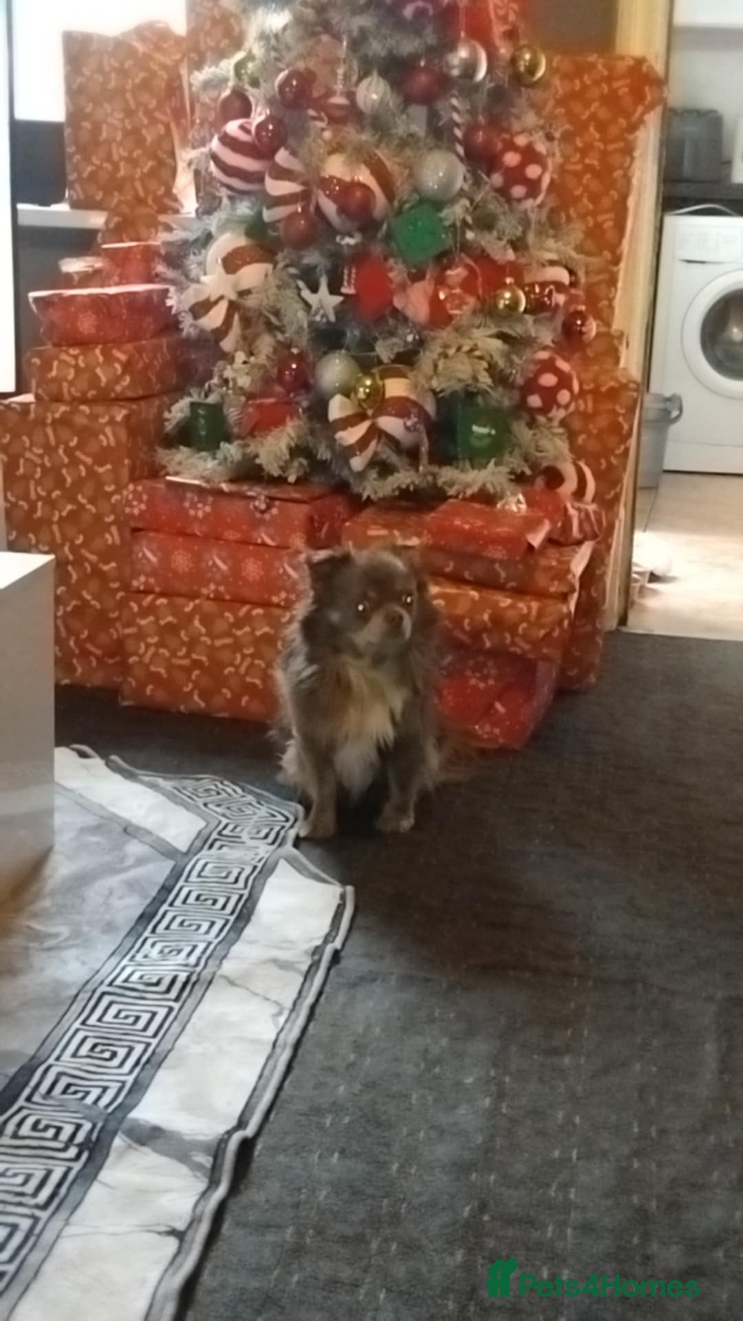 Chihuahua dogs Kc blue Chihuahua  - Advert 1