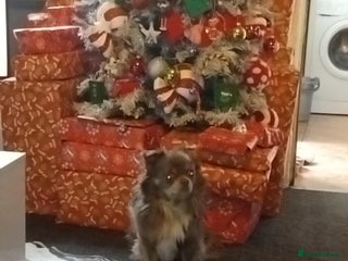 Chihuahua dogs Kc blue Chihuahua - Advert 1