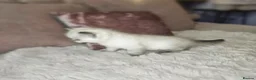 Scottish Fold cats for sale: Tica full pedigree scottish fold kittens london  - Advert 32