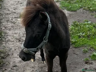 Miniature horses Falabella blend colt dob 7/4/26 - Advert 2