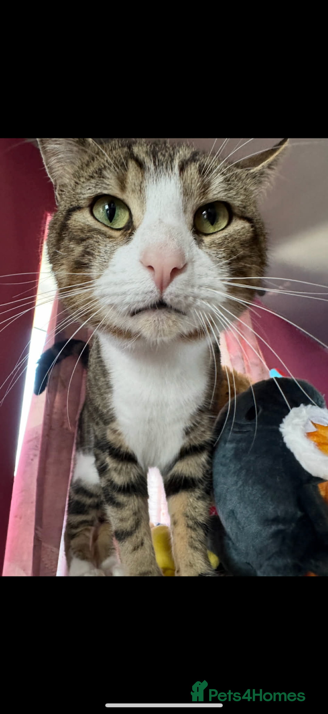 European cats for sale: 3 Gentle Kitten and 1 Old Cat Boy - Advert 6