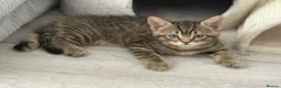 British Shorthair cats for sale: British shorthair Kittens - Advert 6