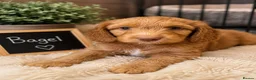 Australian Labradoodle dogs for sale: Outstanding 5 🌟🌟 Australian labradoodle litter  - Advert 5