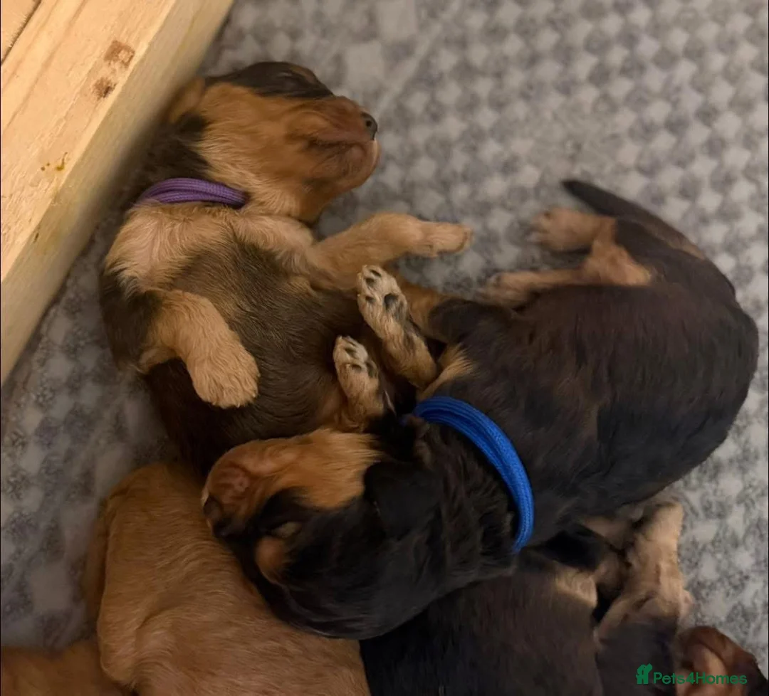 Cavapoo dogs for sale: Cavapoo Puppies - Advert 36